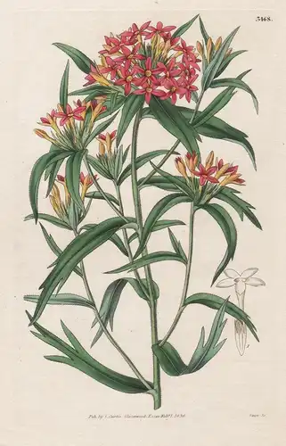 Collomia Cavanillesii. Cavanilles Collomia Tab. 1798 - from Botanical Magazine Chile flower Blume Blumen botan
