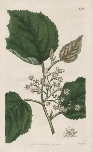 Commersonia Platyphylla. Broad-Leaved Commersonia Tab. 1813 - from Botanical Magazine Commersonia bartramia Ma