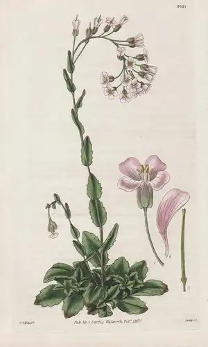 Arabis Collina. Hill Rock-Cress. Tab. 3021 - from Botanical Magazine Napoli Italy Italia Italien rockcress Hüg