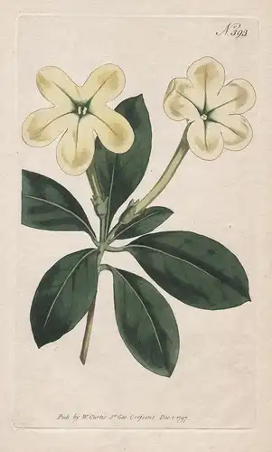 Brunfelsia Americana. American Brunfelsia Tab. 393 - from Botanical Magazine Jamaica flower Blume Blumen botan