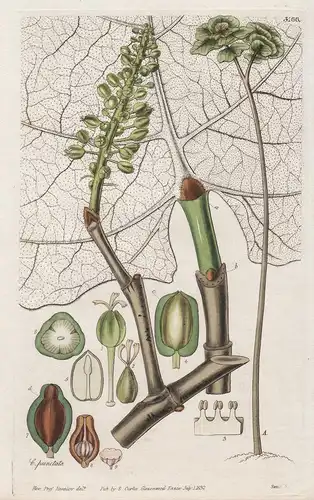Coccoloba Pubenscens. Downy, or Great Leaved Sea-Side Grape. Leather-coat Tree Tab. 3166 - from Botanical Maga