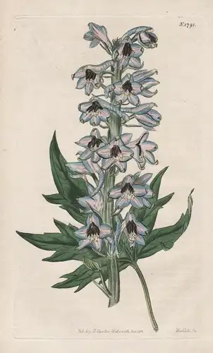 Delphinium Urcerolatum. Hollow-Leaved Bee Larkspur Tab. 1791 - from Botanical Magazine Rittersporne flower Blu