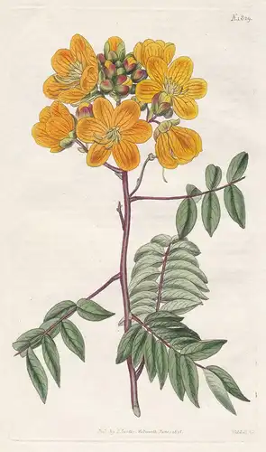 Cassia Ligustrina Privet-Leaves Cassia Tab. 1929 - from Botanical Magazine North America Nordamerika Goldregen