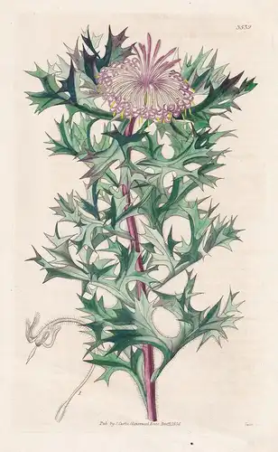 Isopogon Baxteri. Mr. Baxter'Isopogon Tab. 3539 - from Botanical Magazine Austalia Australien Sonnenhut flower