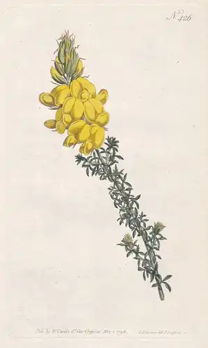 Cytisus Foliolosus. Leafy Cytisus Tab. 426 - from Botanical Magazine Canary Islands Geißklee Cytisus flower Bl