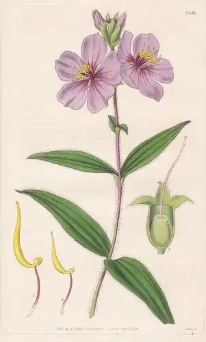 Chaetogastra Gracilis. Slender Chaetogastra. Tab. 3481 - from Botanical Magazine Brasil Brazil flower Blume Bl