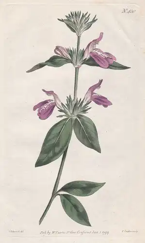 Justicia Peruviana. Peruvian Justicia Tab. 430 - from Botanical Magazine Peru flower Blume Blumen botanical Bo