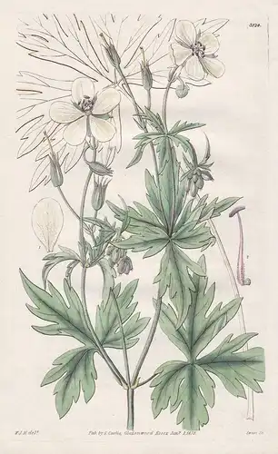 Geranium Albiflorum White-Flowerded Crane's Bill Tab. 3124 - from Botanical Magazine Rocky Mountains America A