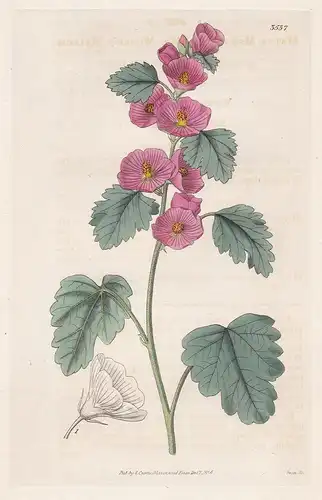 Malva Muroana. Mr. Munro's Mallow Tab. 3537 - from Botanical Magazine Colombia Kolumbien flower Blume Blumen b