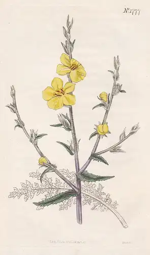 Verbacum Bipinnatifidum Tab. 1777 - Crimea Krim Königskerze flower Blume Blumen botanical Botanik Botany