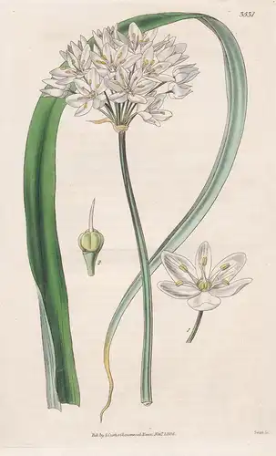 Allium Cowani. Mr. Cowan's Onion Tab. 3531 - from Botanical Magazine Peru flower Blume Blumen botanical Botani