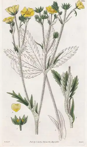 Potentilla Gracilis. Tall Upright Cinquefoil Tab. 2984 - from Botanical Magazine Colombia Fingerkraut flower B