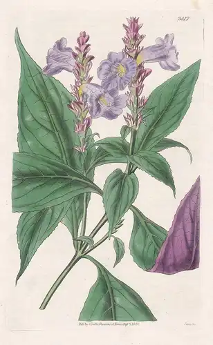 Strobilanthes Sabiniana. Mr. Sabine's Strobilanthes Tab. 3517 - from Botanical Magazine Nepal flower Blume Blu