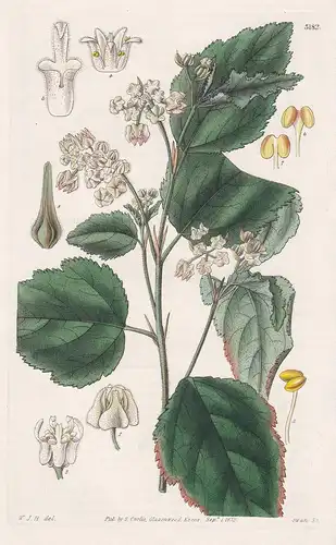 Rulingia Corylifolia. Nut-Leaved Rulingia Tab. 3182 - from Botanical Magazine flower Blume Blumen botanical Bo