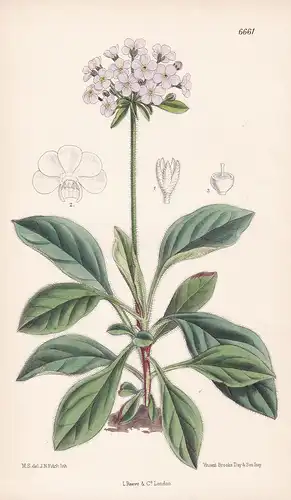 Androsace Foliosa Tab. 6661 - Himalaya Mannsschild flower Blume Blumen botanical Botanik Botany