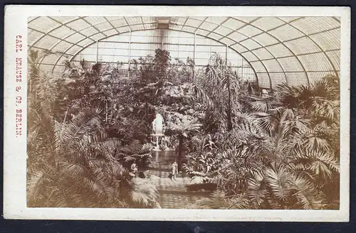 (Berlin, Botanische Garten, Palmengarten) - Foto Photo Fotografie photograph CDV