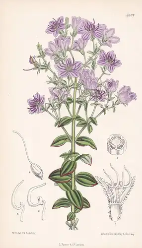 Cambessedesia Paraguayensis Tab. 6604 - Cambessedesii Paraguay flower Blume Blumen botanical Botanik Botany