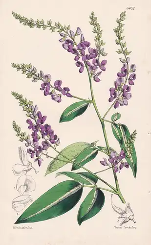 Desmodium Skinneri Tab. 5452 - Guatemala flower Blume Blumen botanical Botanik Botany