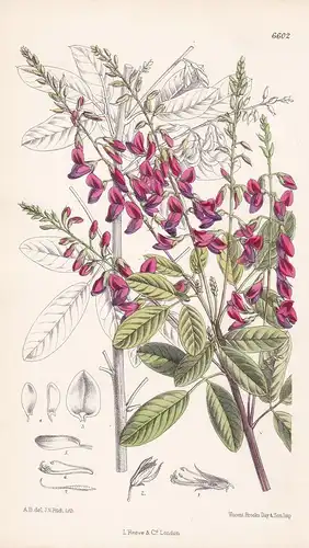 Lespedeza Bicolor Tab. 6602 - China Japan Buschklee flower Blume Blumen botanical Botanik Botany