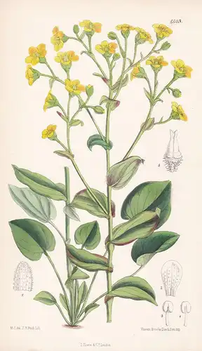 Saxifraga Diversifolia Tab. 6603 - China Steinbrech flower Blume Blumen botanical Botanik Botany