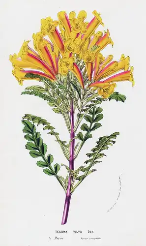 Tecoma Fulva - Peru flower flowers Blume Blumen Botanik Botanical Botany antique print