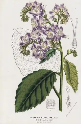 Wigandia Caracasana. - Caracus wigandia California Central America Blumen botanical Botanik Botanical Botany