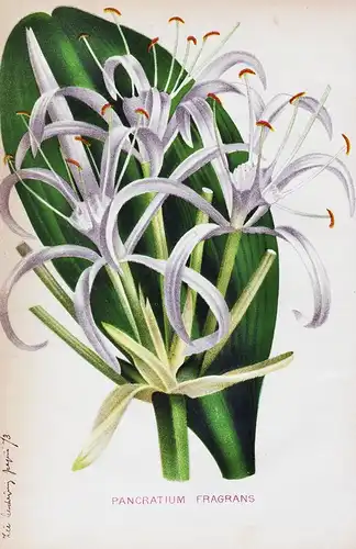 Pancratium Fragrans - Hymenocallis America Blumen flower Blume botanical Botanik botanical Botany