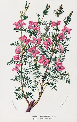 Boronia Drummondi - Australia Blumen flower Blume botanical Botanik Botanical Botany