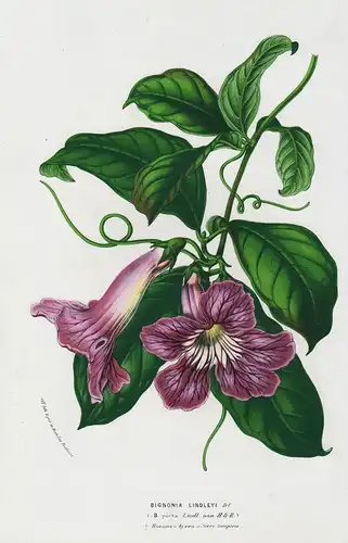 Bignonia Lindleyi - Argentina Argentinien flower flowers Blume Blumen Botanik Botanical Botany antique print