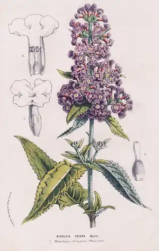 Buddleia Crispa. - Buddleja crispa Himalayan butterfly bush Himalaya flowers Blumen botanical Botanik Botanica