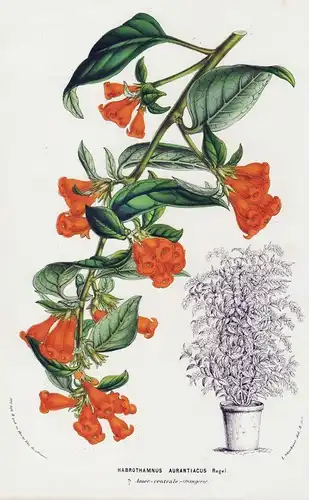 Habrothamnus Aurantiacus. - cestrums Hammersträucher Central America flowers Blumen botanical Botanik Botanica