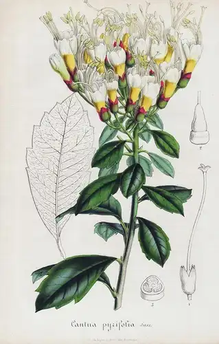 Cantua pyrifolia - Peru Blumen flower Blume botanical Botanik otanical Botany