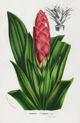 Guzmannia Erythrolepis - Guzmania tufted airplant Peru Jamaica botanical Botanik Botanical Botany