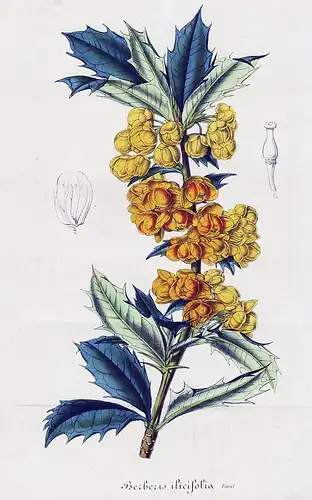 Berberis Ilicifolia - Tierra del Fuego flower flowers Blume Blumen Botanik Botanical Botany antique print