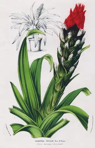 Guzmannia Tricolor - Guzmania tufted airplant Peru Jamaica botanical Botanik Botanical Botany