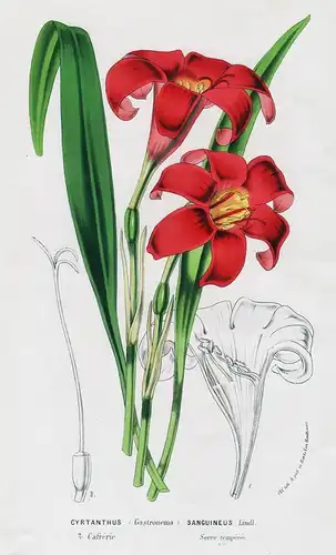 Cyrtanthus (Gastronema) Sanguineus - Cyrtanthus Kei lily South Africa Flower flowers Blumen Botanik Botanical