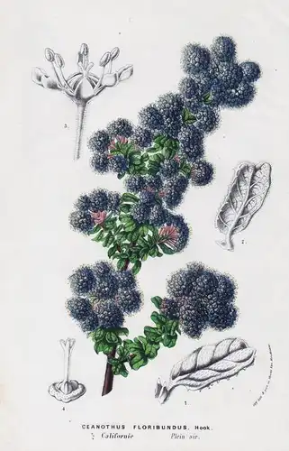 Ceanothus Floribundus - buckbrush California lilac ceanothus botanical Botanik botany