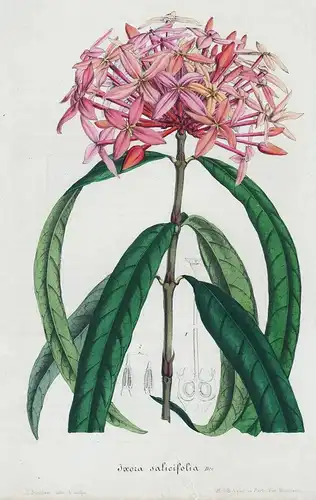 Ixora Salicifolia - Java flower flowers Blume Blumen botanical Botanik Botanical Botany