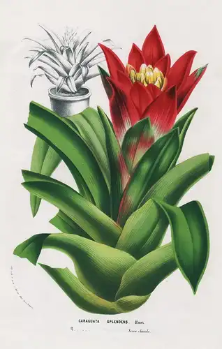 Caraguata Splendens - Guzmania lingulata roophead tufted airplant scarlet star Mexico Central America botanica