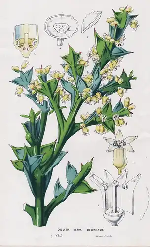 Colletia Ferox Bictoniensis - Chile Blumen flower Blume botanical Botanik Botanical Botany