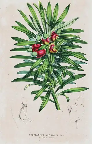 Podocarpus Neriifolia - Podocarpus neriifolius Nepal India China Philippines Asia Botanical Botany antique pri