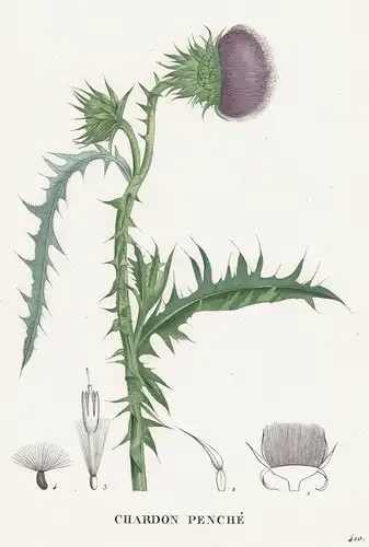 Chardon Fenche -  Distel thistle flower Blume Blumen botanical Botanik Botany