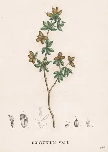 Dorycnium Velu - flower Blume Blumen botanical Botanik Botany