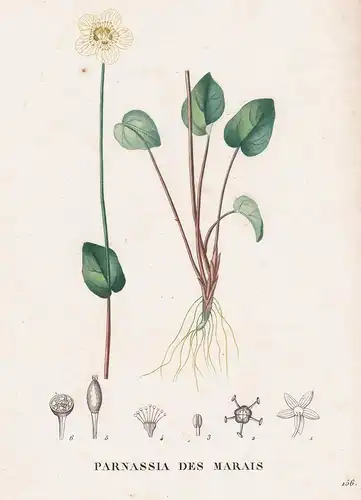Parnassia des Marais - flower Blume Blumen botanical Botanik Botany