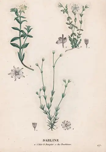 Sabline - Arenaria Montana flower Blume Blumen botanical Botanik Botany