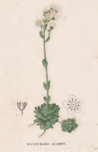 Saxifrage Aizoon - Saxifraga Steinbrech flower Blume Blumen botanical Botanik Botany