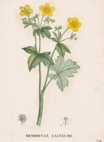 Renoncule Laineuse -  Ranunculus Hahnenfuß flower Blume Blumen botanical Botanik Botany