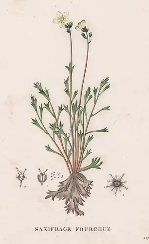 Saxifrage Fourchune - Saxifraga flower Blume Blumen botanical Botanik Botany