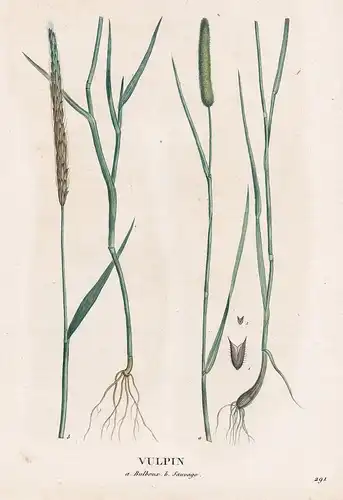 Vulpin - Alopecurus pratensis grass Gras flower Blume Blumen botanical Botanik Botany