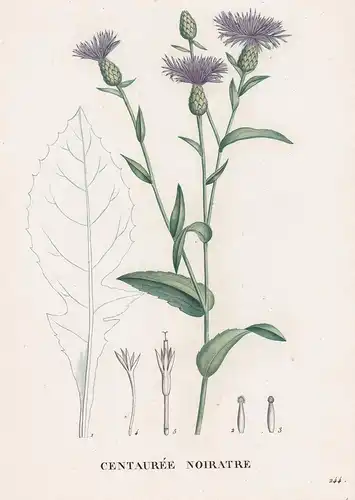 Centauree Noiratre - Centaurea Flockenblume flower Blume Blumen botanical Botanik Botany